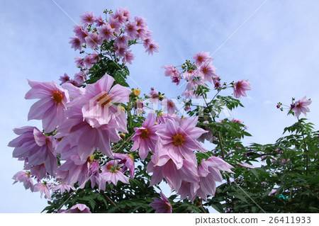 Emperor Dalia 26411933