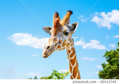 giraffes in the zoo safari park. Beautiful giraffes in the zoo safari park. Beautiful 26412549