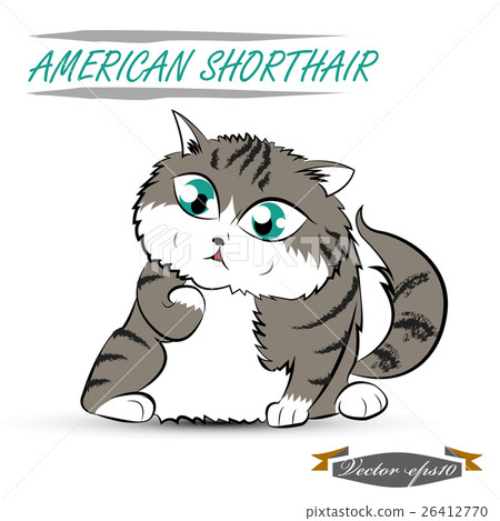 illustration design of american short hair cat illustration design of american short hair cat 26412770