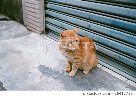 貓 回頭 貓 回頭 26412786