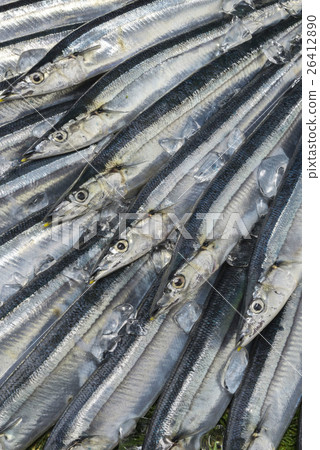 秋天的香魚 秋天的香魚 26412890