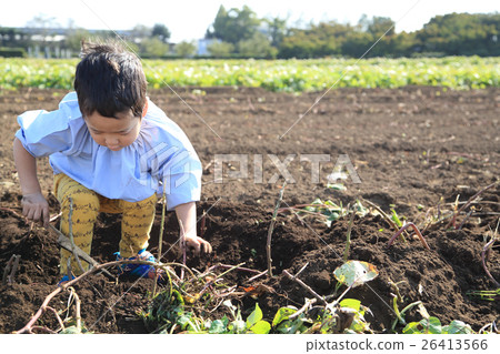 Children swallowing a sweet potato 26413566