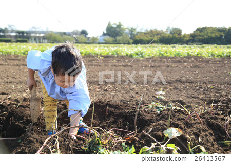 Children swallowing a sweet potato 26413567