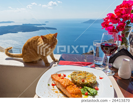 Hungry cat looks at a plate of fish 26413870