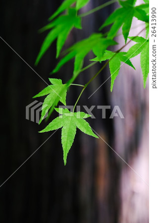 Fresh green Fresh green 26413990