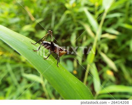 Sasakiri Young Body Sasakiri Young Body 26414208