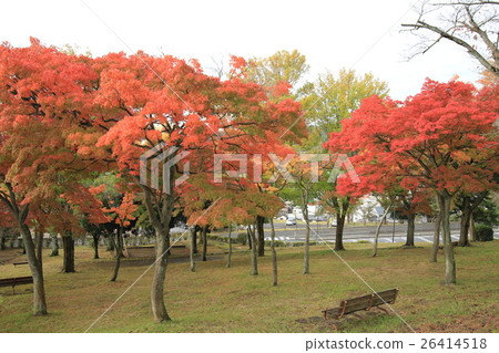 Goden公園的秋天 26414518