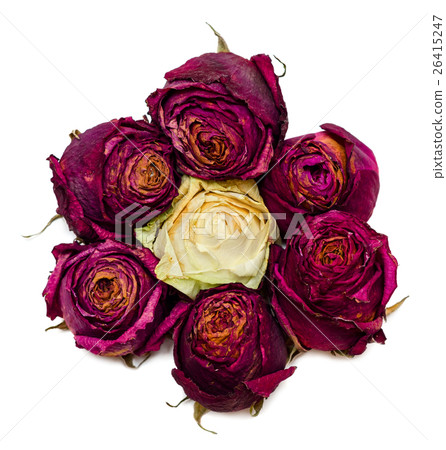 Seven dried red roses 26415247