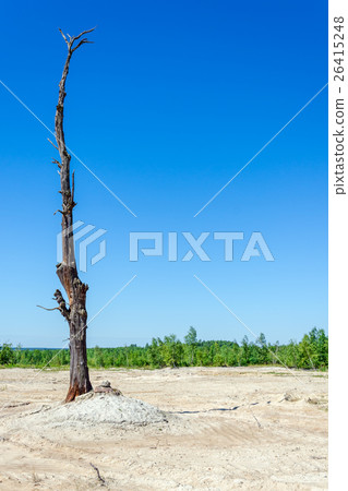 dry tree 26415248