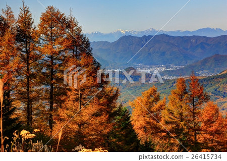 Yellow leaves of Karamatsu at Mt. Ishira mountain and Mt. Miyama distant view Yellow leaves of Karamatsu at Mt. Ishira mountain and Mt. Miyama distant view 26415734