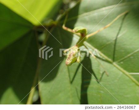 White-tailed Mantis 26416067