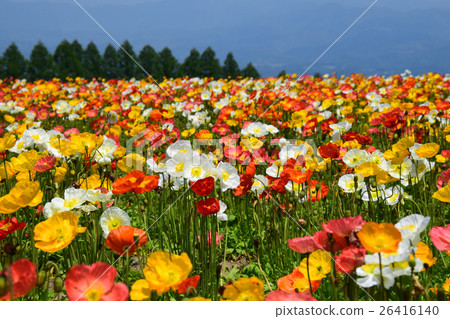 生駒高原的冰島罌粟（宮崎縣小林市） 26416140