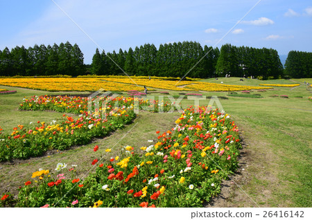 生駒高原的冰島罌粟(宮崎縣小林市) 生駒高原的冰島罌粟(宮崎縣小林市) 26416142