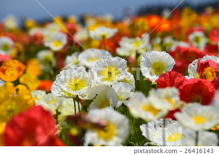 生駒高原的冰島罌粟（宮崎縣小林市） 26416143