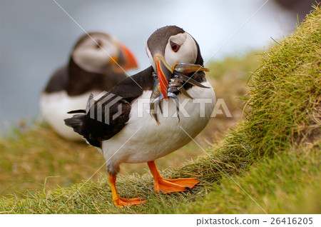 Atlantic Puffin returning from fishing trip Atlantic Puffin returning from fishing trip 26416205
