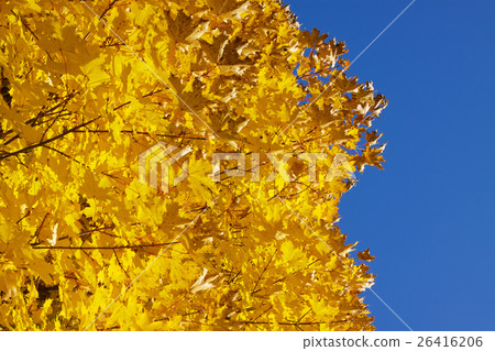 Autumn leaves 26416206