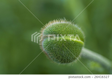 spiny green bud spiny green bud 26416327