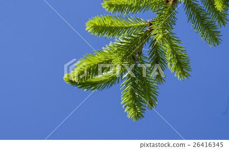 green spruce branches 26416345