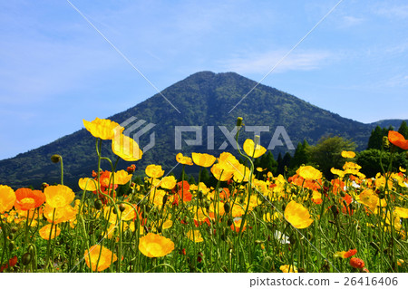 生駒高原的冰島罌粟和Iyogadake(宮崎縣小林市) 生駒高原的冰島罌粟和Iyogadake(宮崎縣小林市) 26416406