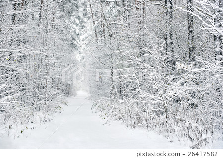 Snowy forest 26417582