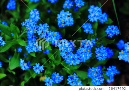 Waslenagsa 26417692