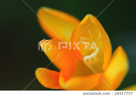 Yellow Daffodil 26417757