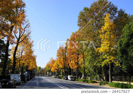 November leaves yellow tinted leaves of autumn leaves / autumn leaves 04 front guest house 26417827