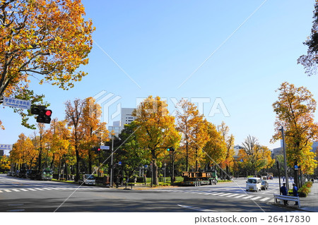 November leaves Yuurinoki's yellow leaves · autumn leaves 06 front guest house front 26417830