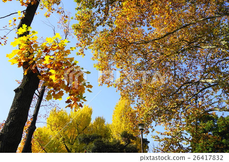 November leaves Yuurinoki yellow leaves · autumn leaves 07 front guest house front 26417832