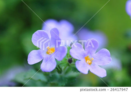 Bacopa Bacopa 26417947
