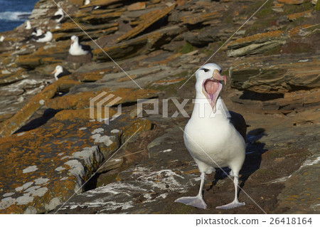 Black-browed Albatross calling 26418164
