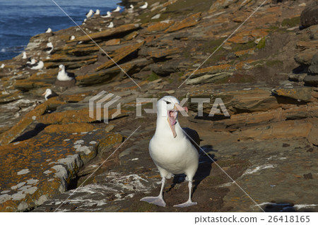 Black-browed Albatross calling Black-browed Albatross calling 26418165