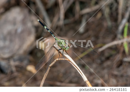 Green Marsh Hawk dragonfly, Orthetrum sabina Green Marsh Hawk dragonfly, Orthetrum sabina 26418181