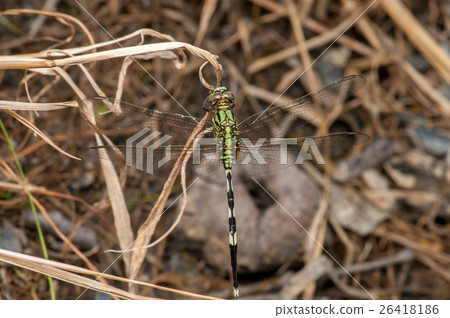 Green Marsh Hawk dragonfly, Orthetrum sabina 26418186