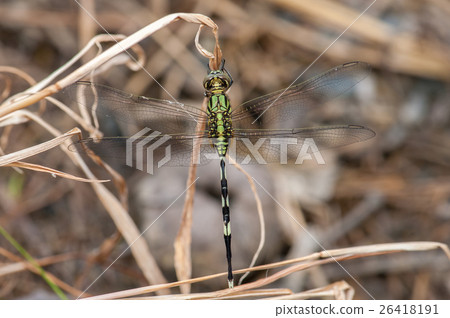 Green Marsh Hawk dragonfly, Orthetrum sabina Green Marsh Hawk dragonfly, Orthetrum sabina 26418191