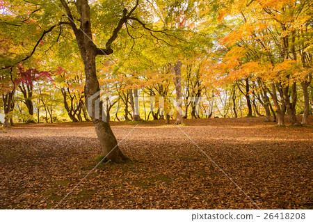 Mountain Momiji 26418208