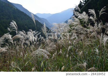 Susuki (Tokushima Prefecture Kiyahirae) 26418452