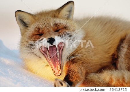一隻嘴巴張開，打著哈欠的狐狸 26418715