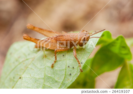 图库照片 narrow-winged spur-throat grasshopper