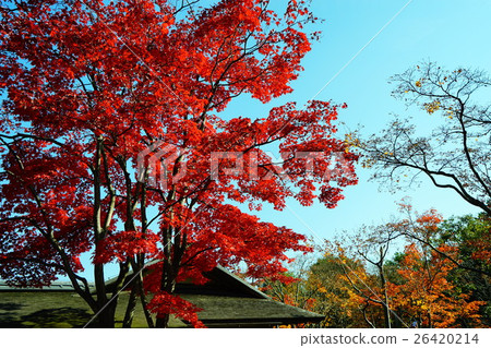 Autumn leaves Autumn leaves 26420214