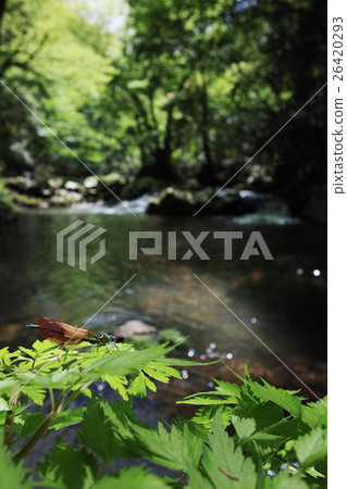 在初夏的山間溪流 在初夏的山間溪流 26420293