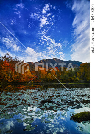 Climbing pond of autumn leaves 26420306