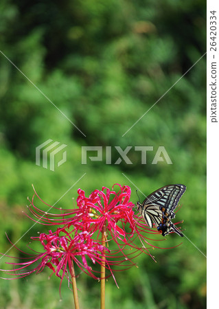 Cluster amaryllis and swallowtail butterfly 26420334