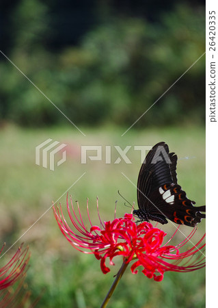 Higanki flower and Monkeyeagheha 26420335