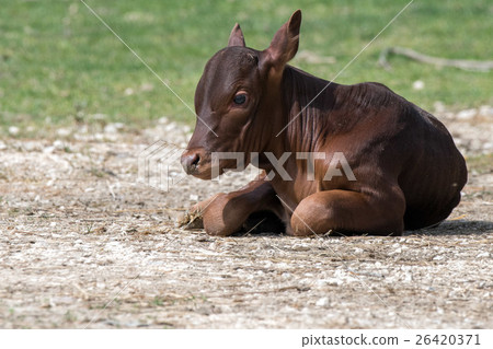 newborn long horns african cow close up portrait 26420371