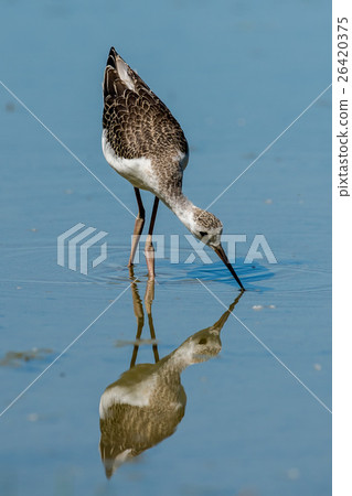 Isolated black-winged stilt looking at you Isolated black-winged stilt looking at you 26420375