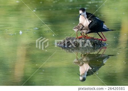 black-winged stilt with newborn baby puppy black-winged stilt with newborn baby puppy 26420381