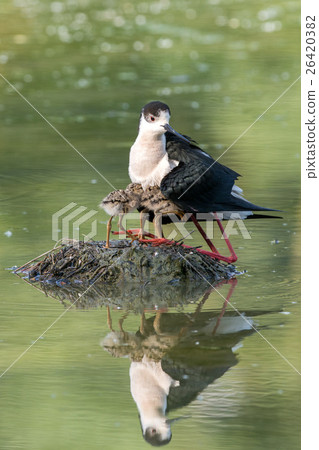 black-winged stilt with newborn baby puppy black-winged stilt with newborn baby puppy 26420382