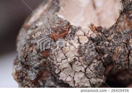 Chinese medicine herbal medicine 26420456