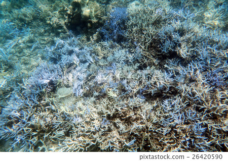 Coral reef near the phantom beach Hamajima 26420590